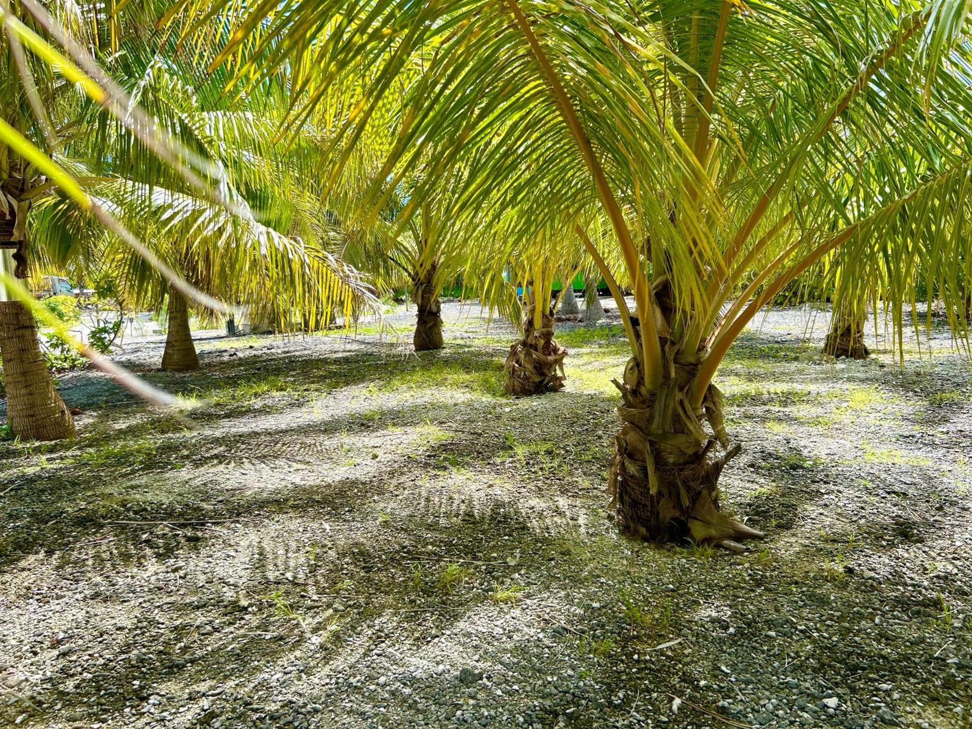 Отель Rangiroa Bliss Tiputa Экстерьер фото